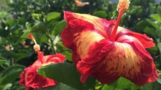 Pruning Hibiscus