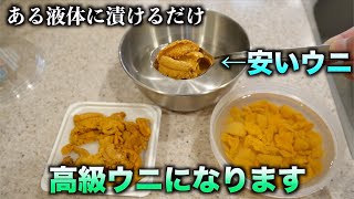 【都市伝説】安いウニをある液体にちょっと漬けるだけで高級ウニに変わるらしい！！