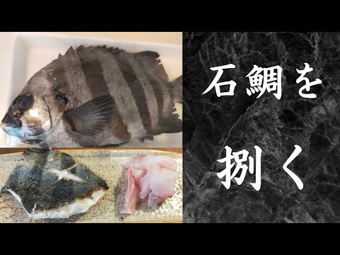 【魚さばき】石鯛をさばいてアラ汁、刺身、塩焼き