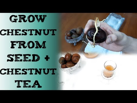 how to grow chestnut from seed & chestnut Tea 板栗種子種植 栗子 शाहबलूत रोपण cultivar castaños каштан