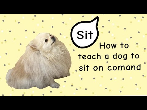 How to teach a dog to sit on command! (Basic dog commands) e1