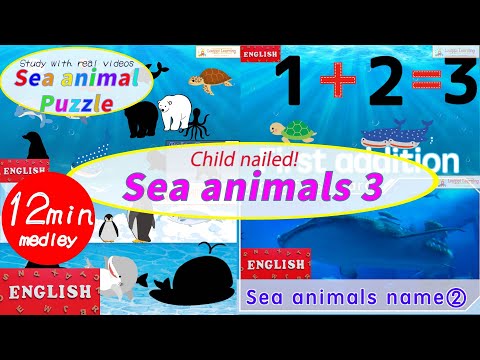 [English] Sea animal Quiz Medley What kind of a sea creature? 3 Educational video For Baby & toddler