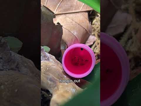 gecko finds her new toothbrush tube