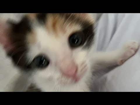 【子猫】第四話　ミーちゃんかくれんぼ