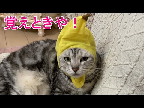 バナナ猫がまた怒っています・・・