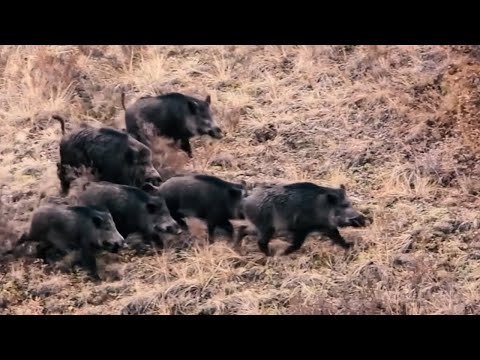 CROWD WILD BOAR HUNT 5 - KALABALIK DOMUZ SÜRÜSÜ - CHASSE AU SANGLIER