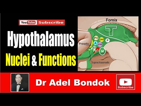 The Hypothalamus, Nuclei and Functions, Dr Adel Bondok Making Anatomy Simple