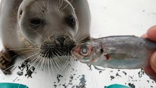 【海遊館】ワモンアザラシのミゾレと飼育員とアジ