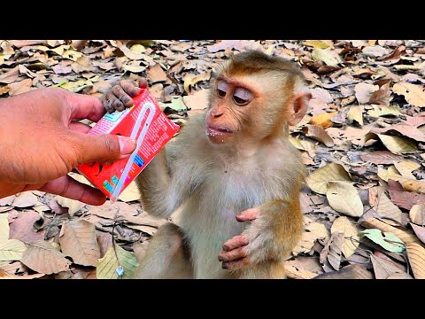 Helping feed milk for Monkey LEO and Abandoned Baby Monkey Tinky & Winky