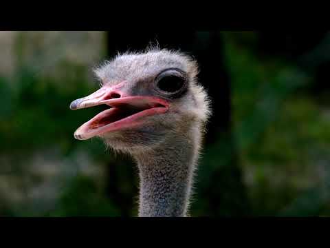 Ostrich Head | Copyright Free Video Footage