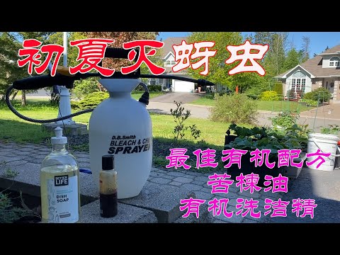 【渔耕笔记】灭蚜虫最佳配方 呵护玫瑰花床 守卫家庭菜园