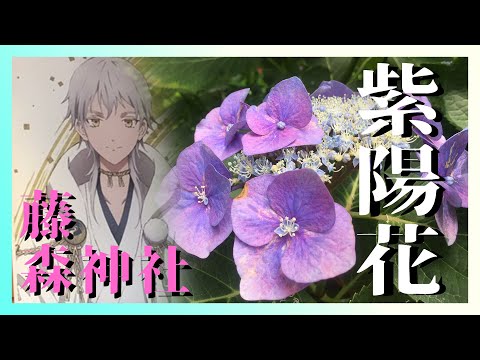 【朱印日記】沒時間解釋了/在下雨之前去看一下繡球花吧之卷@藤森神社