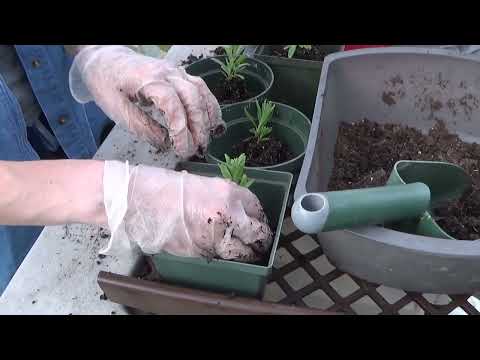 Transplanting Lavender Seedlings Out Of Flats And What I Learned About Starting Lavender In Flats