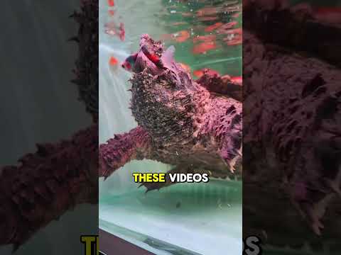 The Most Terrifying Bite of a Snapping Turtle