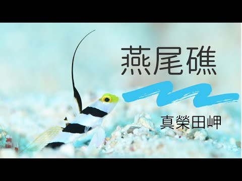 「沖繩潛水」真榮田岬海域《燕尾礁》FUN DIVE休閒潛水