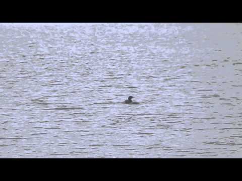 Baby Loons on Cameron Lake