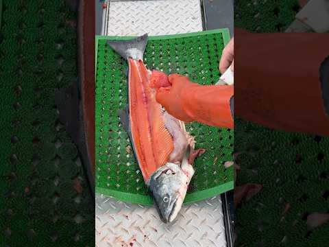 Slicing Open A Coho Belly #shorts #coho #ketchikan