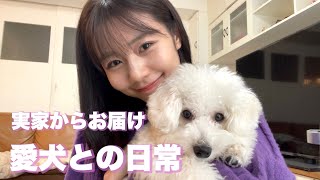 【実家Vlog】愛犬登場させたら究極の癒し動画になりました【ビションフリーゼ】