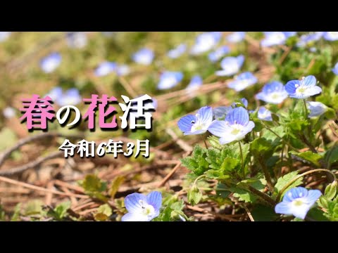 【春の山野草】3月 春の花活 福島県にも春が近づきました 遠くに行かなくても近くで花活