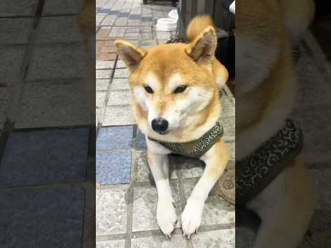 Interesting things in Japan/part 20/they love dogs #japan #travel #life #dogs #shiba #myjapan