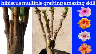 HIBISCUS MULTIPLE GRAFTING TECHNIQUE AMAZING SKILL 100% RESULT | HIBISCUS GRAFTING AMAZING SKILL