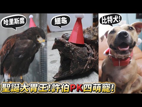 【聖誕大胃王】哈里斯鷹、鱷龜、比特犬、牛蛙!許伯車輪戰四萌寵!【許伯簡芝】ft.歪國零食嘴