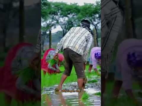 हरेली || Hareli special || फूल झरे हसी मोती ❤️