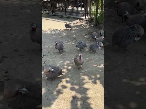 ホロホロチョウ / Guinea Fowl (Shorts 2)-サユリワールド / Sayuri World-市原ぞうの国 / ICHIHARA Elephant Kingdom(2024/9/6)