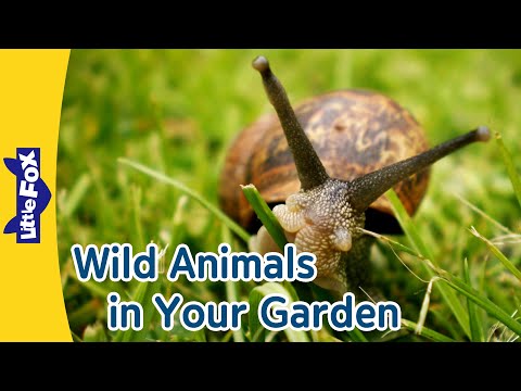 Garden Safari: Meet Amazing Animals in Your Backyard! 🐌🐞🦋🐢