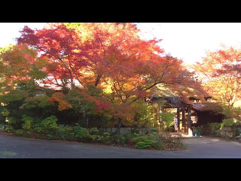 紅葉の名所めぐり・湖南三山／長寿寺／癒しのタイムチャンネル#77