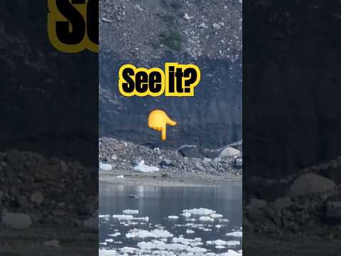 Look closely for bear and cub #bear #wildlife #glacierbay