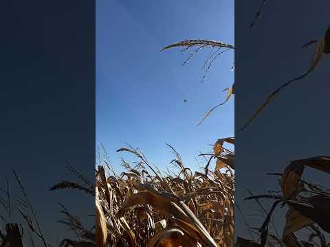 Corn Field Blizzard Bomb