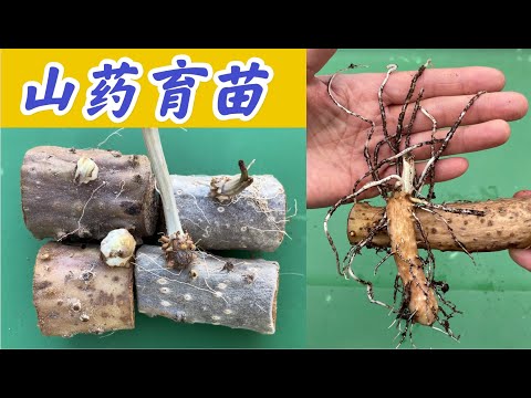 山药节育苗-个案分析。#山药种植系列  点击CC观看字幕。