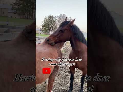 The Problem Of Owning Two Horses #youtubeshorts #horses #herdbound #horsebehaviors #equinelife