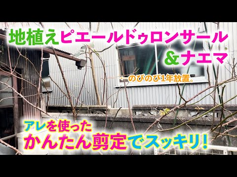 【２月始め】伸び放題ピエールとナエマを冬剪定。超シンプルな剪定方法でバッサリ行きました！