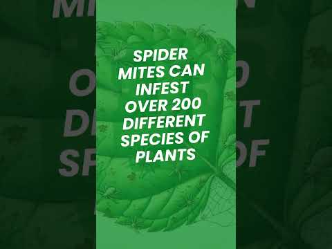 Spider Mites Quick Guide: Identify & Control These Tiny Garden Pests!  #gardeningadvice #gardentips