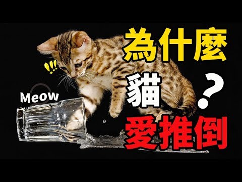 貓為什麼喜歡把東西打翻？學會這1招搞定手癢喵星人！