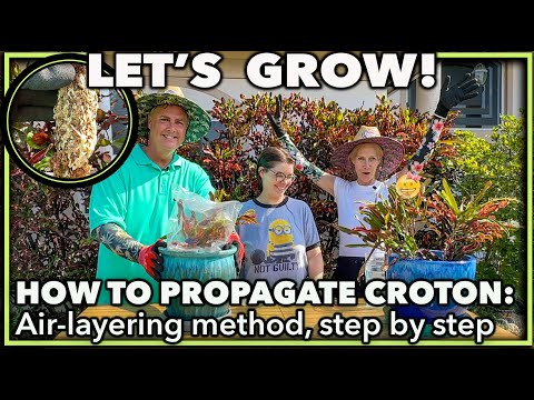 HOW TO AIR LAYER A PLANT: A detailed step by step method on propagating a croton