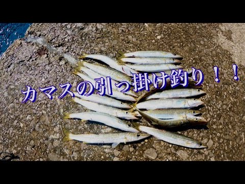 【カマス釣り】久しぶりの釣行！！