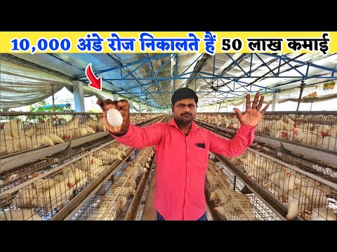 लेयर मुर्गी पालन में 5 वर्ष का अनुभव | 10,000 layer farming project cost