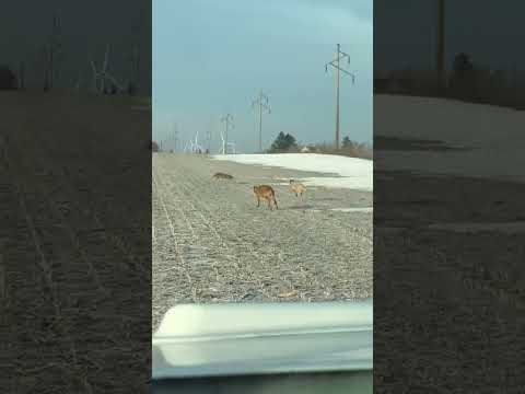 Don’t blink💨🔥 (Coyote Hunting With Dogs)