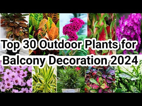 Top 30 Outdoor Plants for Home | Low Maintenance Outdoor Plants | Bast Outdoor Plants for Balcony