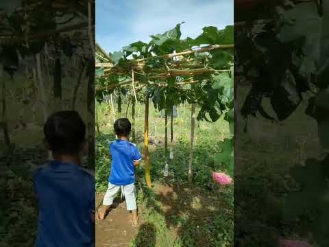 How Nature Unveils Elegance: The Mesmerizing Growth of Long and Straight Luffa Fruits!