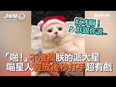 「啪！」不准摸朕的派大星　喵星人輕放後秒打手超有戲