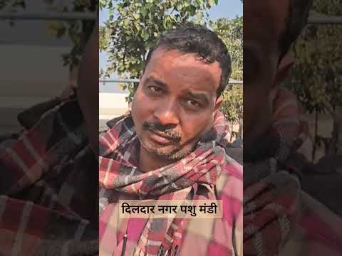 Dildarnagar Pashu Mandi. Buffalo Market. #farmer #agriculture #cow #farming #buffalo