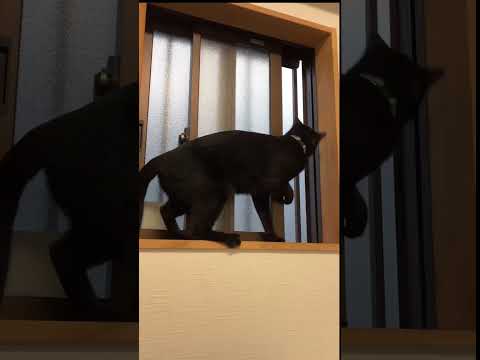 昭和の時代にタイムスリップ#猫#昭和