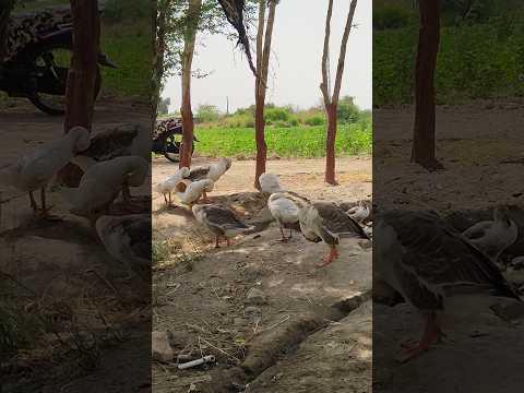 #villagelife #fresh #geese #Dera #viral #duckybhai #elonmusk #Fb #nature