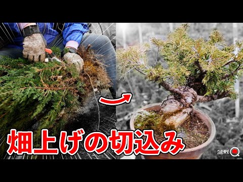 Cut back the raw wood grown in the field. Maple and juniper edging for batting. [Bonsai Q]