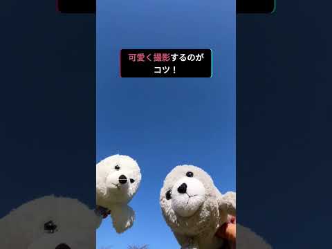 ​「ぬいぐるみ振り向き界隈」って知ってる？🧸