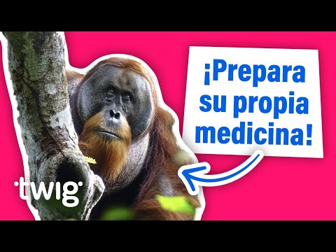 Un orangután deja perplejos a los científicos al preparar su propia medicina | Twig Science Reporter